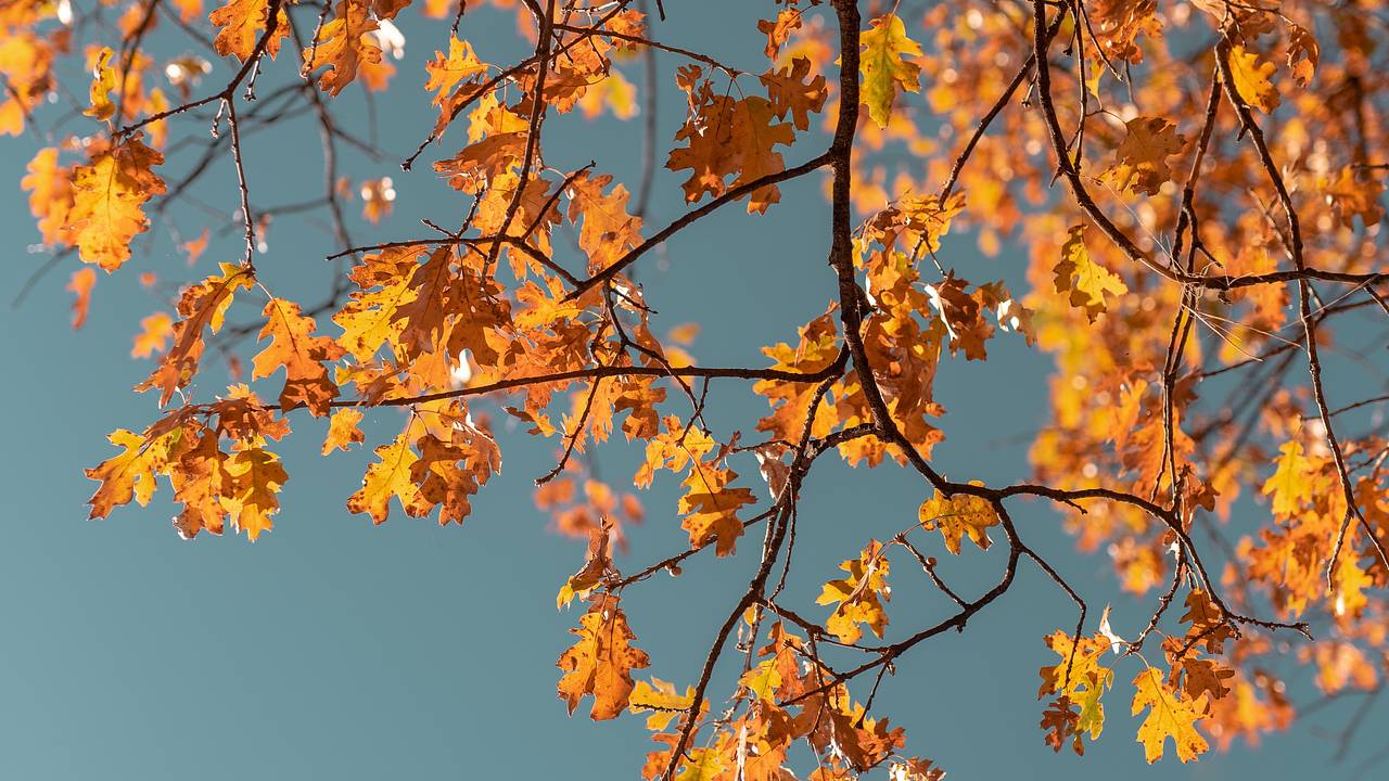 ценопад фон. ветки искусственные в желтом и оранжевом. осенний ценопад картинки. осень осень листопад лес осенний конопат. осенняя акция.